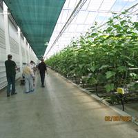 pracovníci ve skleníku
